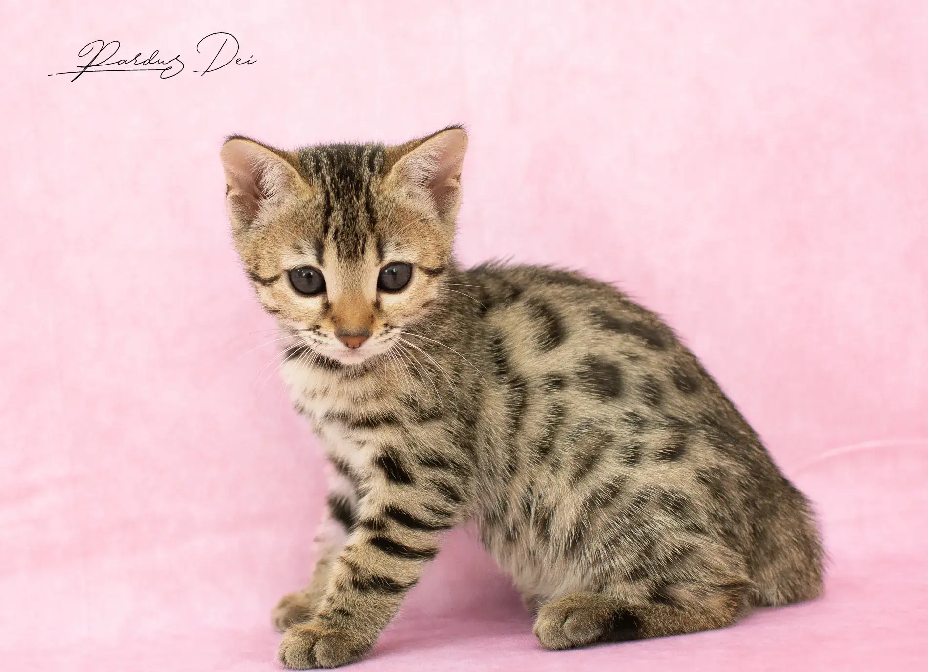 chaton bengal